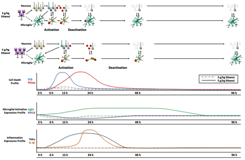 Glial Responses to Developmental Alcohol Exposure